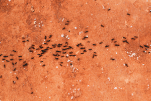 ants