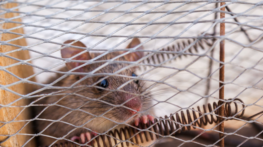 Alarming Signs You’ve Got a Serious Pest Problem