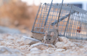 mouse